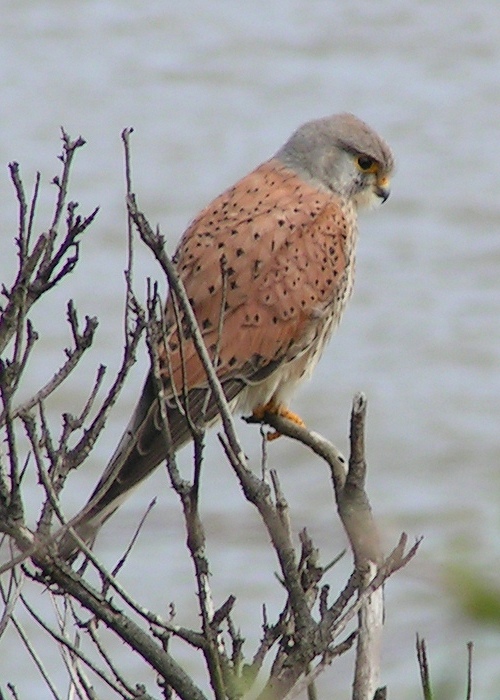 Common Kestrel 1-Eurasian Kestrel (Falco tinnunculus).jpg