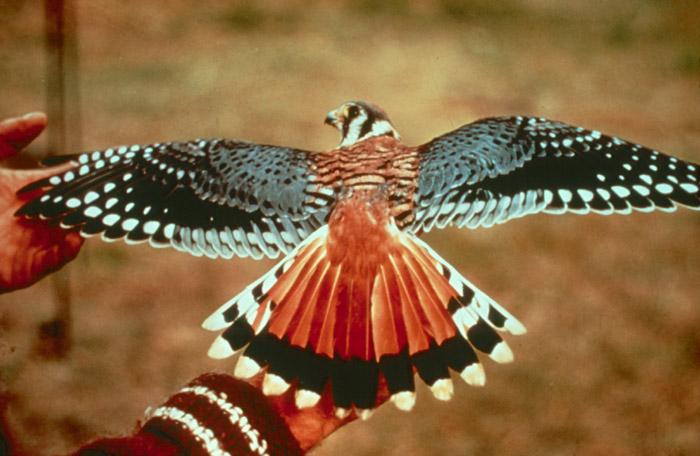 Male American Kestrel (Falco sparverius).jpg