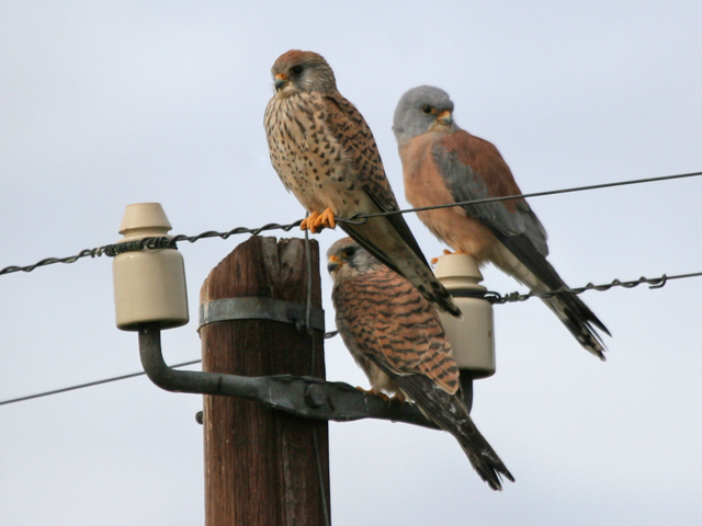 Male and female Lesser Kestrels-Lesser Kestrel (Falco naumanni).jpg