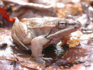Rana sylvatica-Wood Frog (Lithobates sylvaticus).jpg