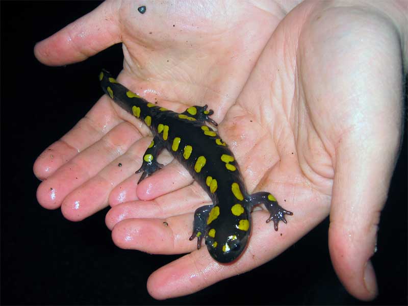Yellow spotted salamander-Spotted Salamander (Ambystoma maculatum).jpg