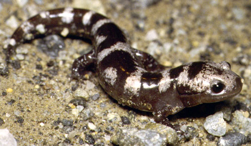 Ambystoma opacum PCSLXYB-Marbled Salamander (Ambystoma opacum).jpg