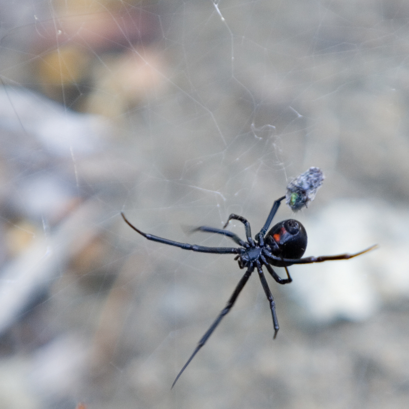 Black-widow-with-prey-Black Widow Spider (Latrodectus sp.).jpg