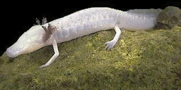 Typhlomolge rathbuni-Texas Blind Salamander (Eurycea rathbuni).gif