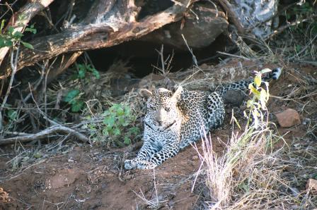 African leopard, Panthera pardus pardus.jpg