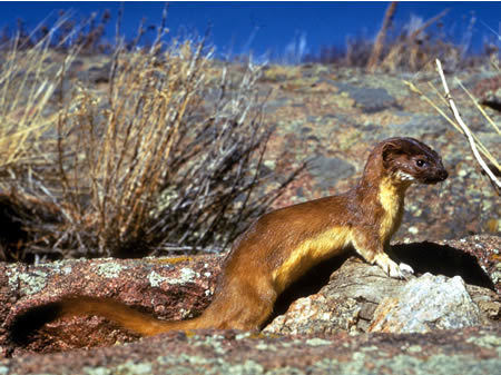 Long-tailed Weasel (Mustela frenata).jpg