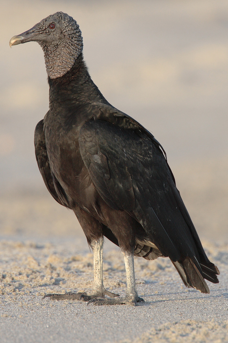 Coragyps-atratus-001-American Black Vulture (Coragyps atratus).jpg