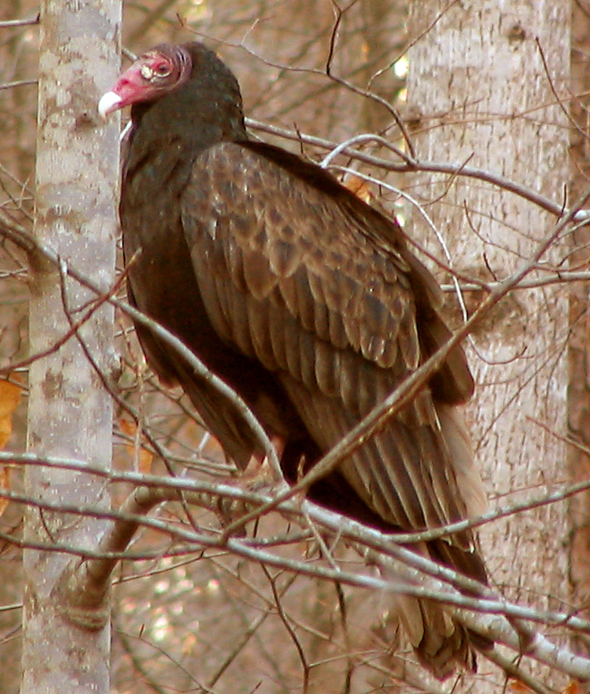 Turkey vulture profile-Turkey Vulture (Cathartes aura).jpg