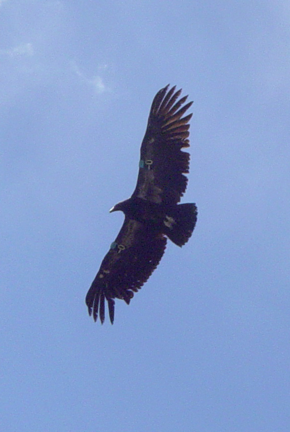 Condor TagNbrDashOne5305-California Condor (Gymnogyps californianus).jpg