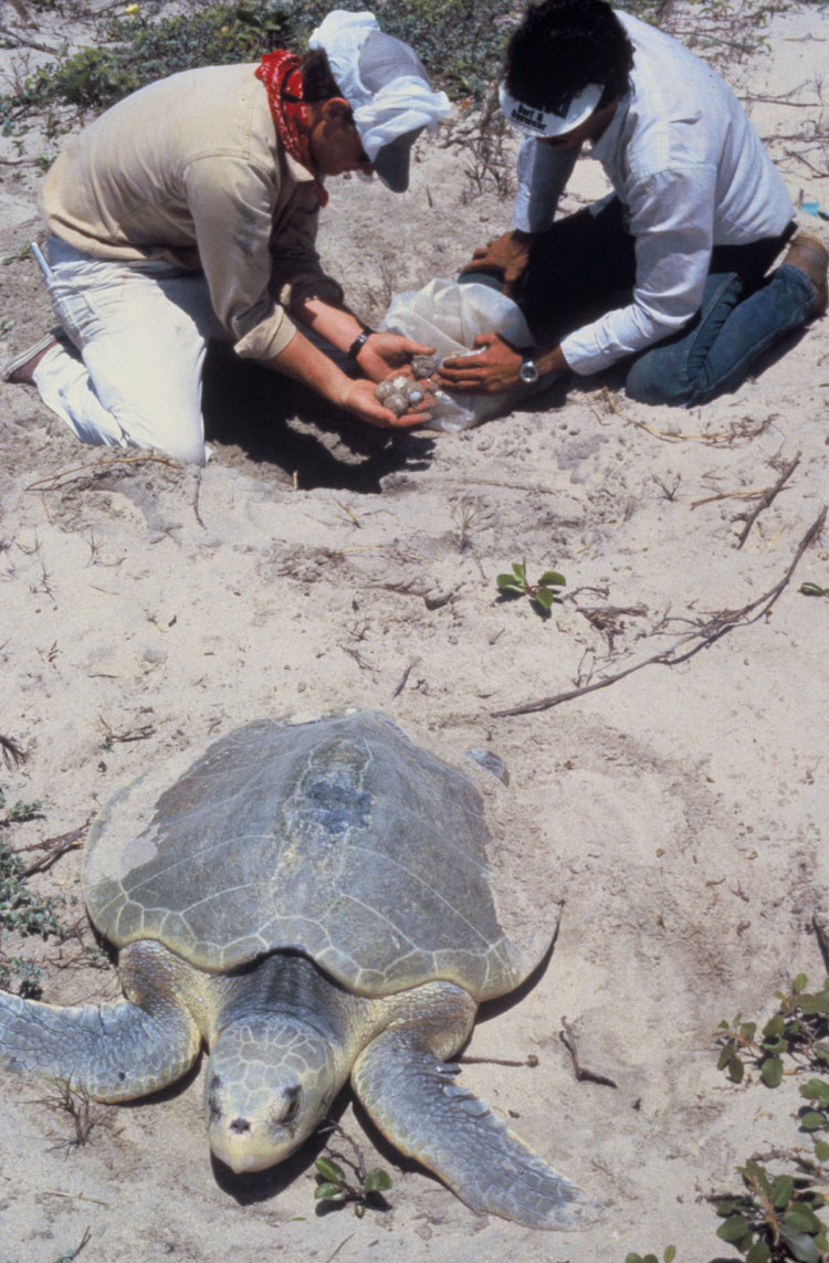 Kemp\'s Ridley Sea Turtle (Lepiochelys kempii).jpg