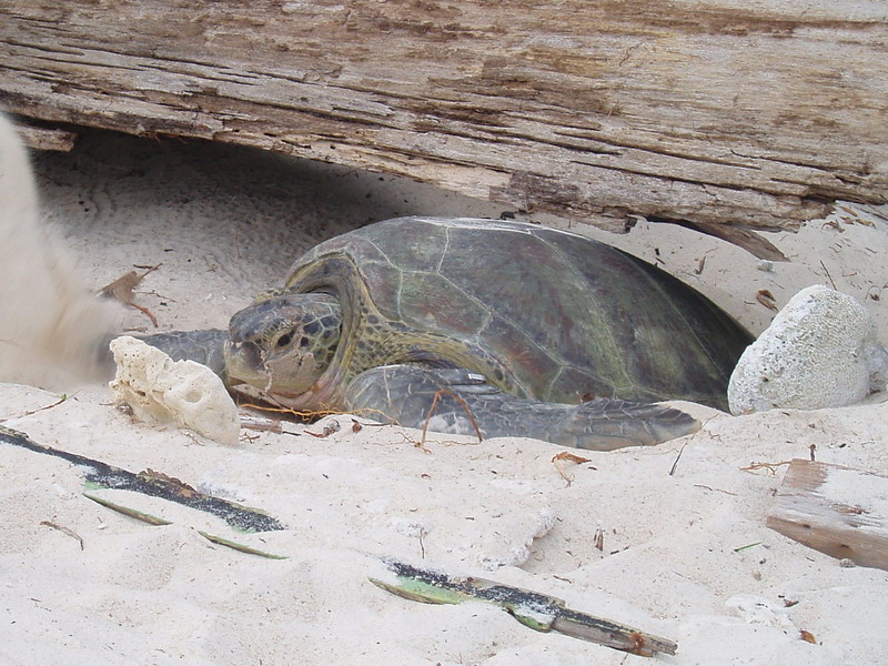 Green Sea Turtle (Chelonia mydas).jpg
