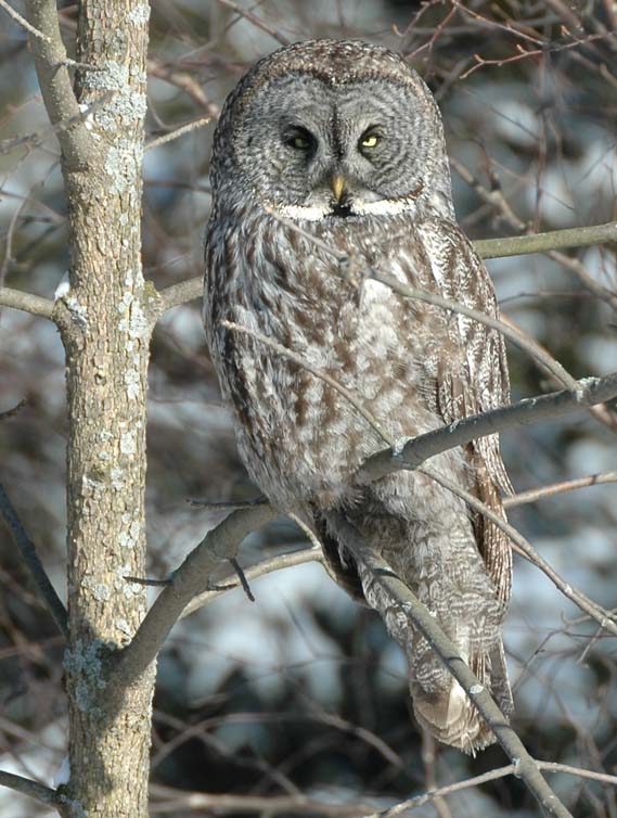 Grey Owl-2005-Great Grey Owl (Strix nebulosa).jpg