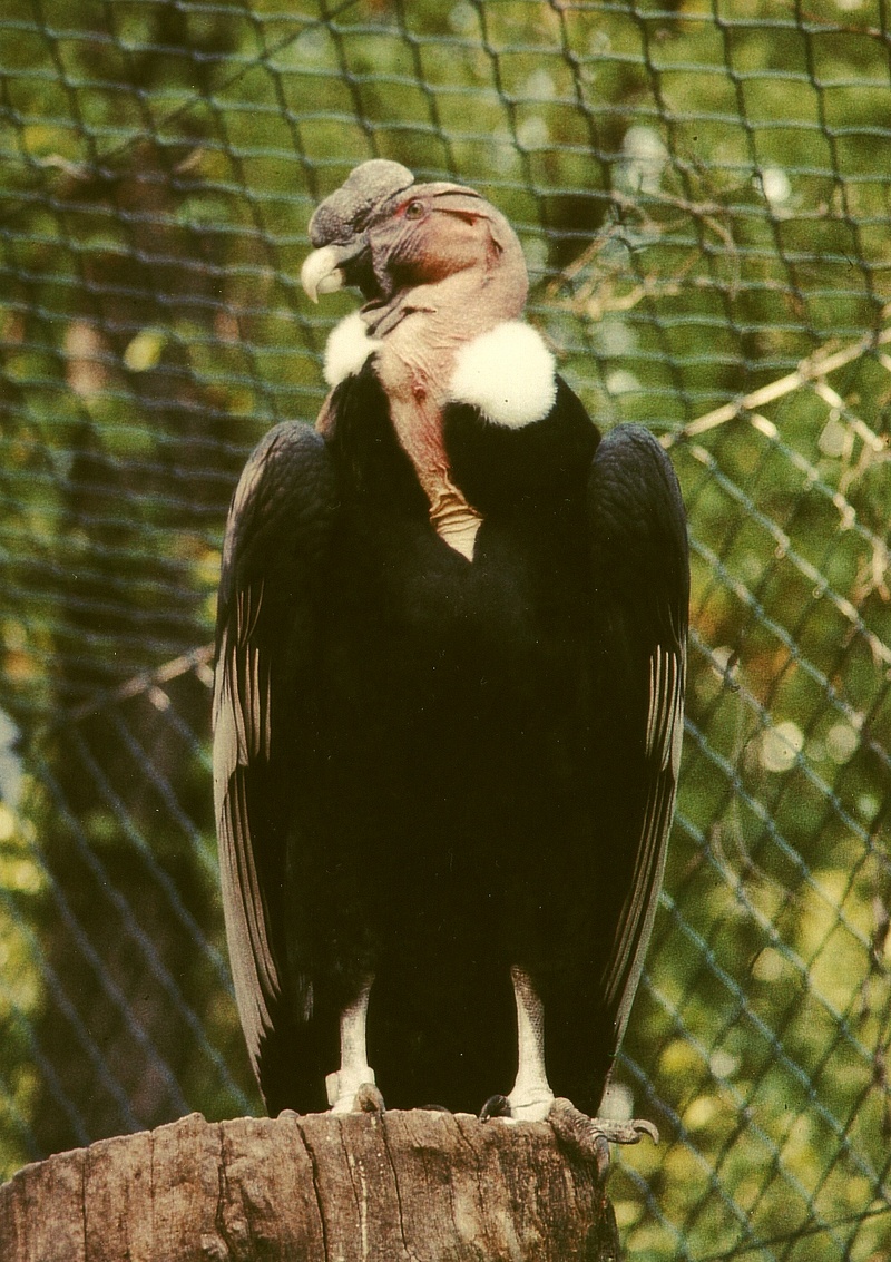 Vultur gryphus N??rnberg - Andean Condor (Vultur gryphus).jpg