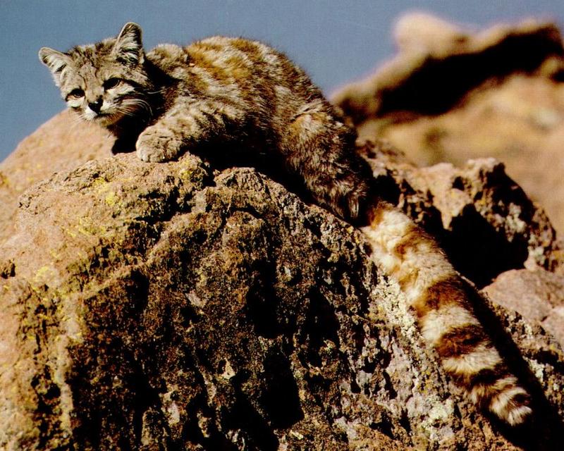 Andean Cat (Oreailurus jacobita).jpg