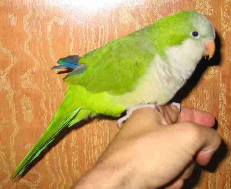 Quaker Parrot-Monk Parakeet (Myiopsitta monachus).jpg