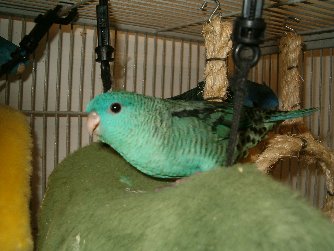 Turq2-Barred Parakeet (Bolborhynchus lineola).jpg