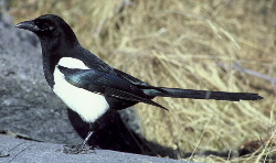 Black billed magpie12-Black-billed Magpie (Pica pica).jpg