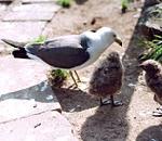 괭이갈매기 Larus crassirostris (Black-tailed Gull).jpg