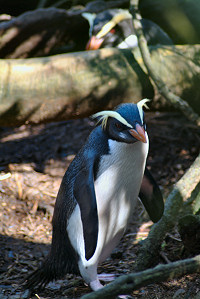 Fiordland penguin (Mattern)-Fiordland Crested Penguin (Eudyptes pachyrhynchus.jpg