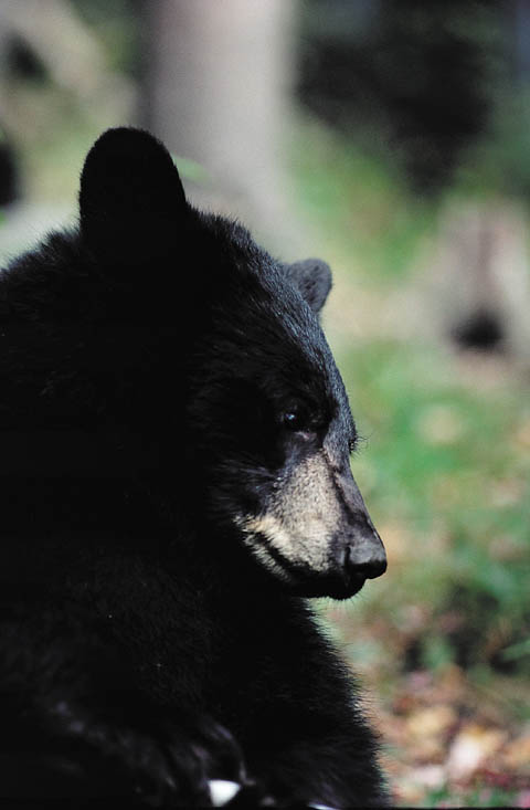 American Black Bear (Ursus americanus) close-up.jpg