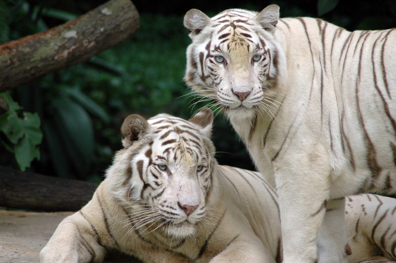 Singapore Zoo White Tigers-Panthera tigris.jpg