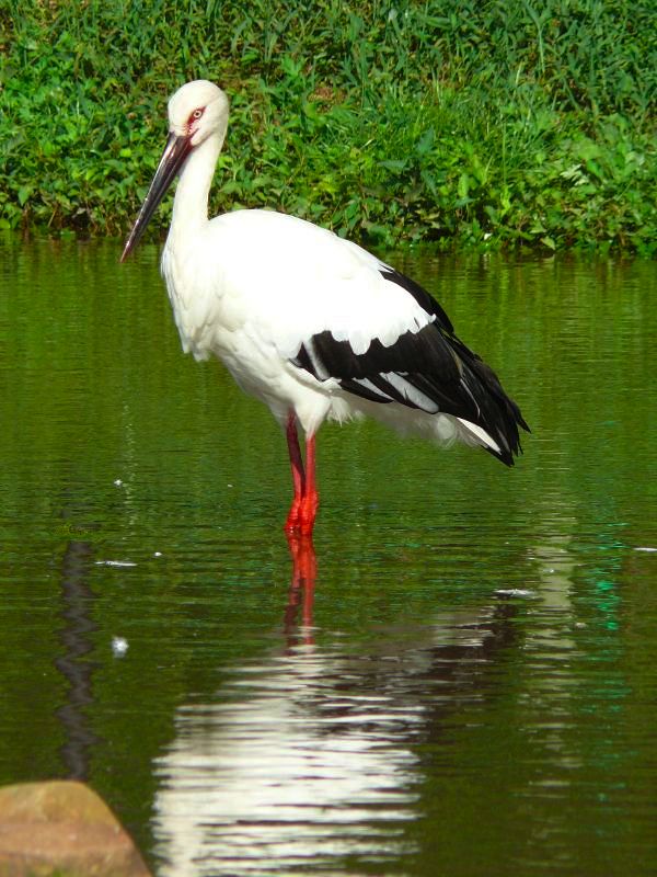 Kounotori 06f4471sv-Oriental White Stork (Ciconia boyciana).jpg
