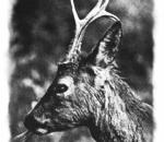 노루 Capreolus capreolus bedfordi (Korean Roe Deer).jpg