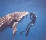 고래상어 Rhincodon typus (Whale Shark).jpg