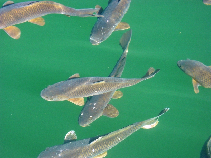 Lake Powell Carp 5437-Common mofo or European carp (Cyprinus carpio).jpg