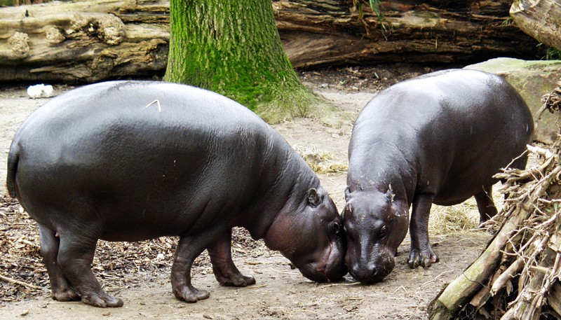 Zwergflusspferd - Pygmy Hippopotamus - Hexaprotodon liberiensis-Pygmy Hippopotamus (Choeropsis liberiensis).jpg