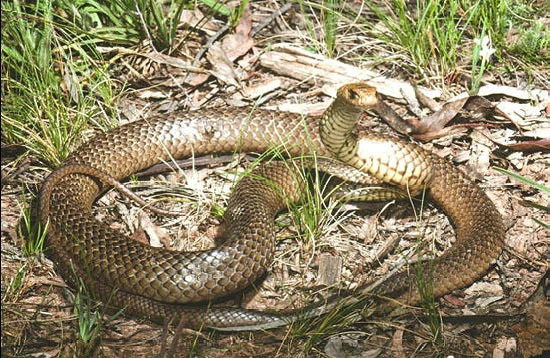 Adult Common Brown Snake - Pseudonaja textilis.jpg