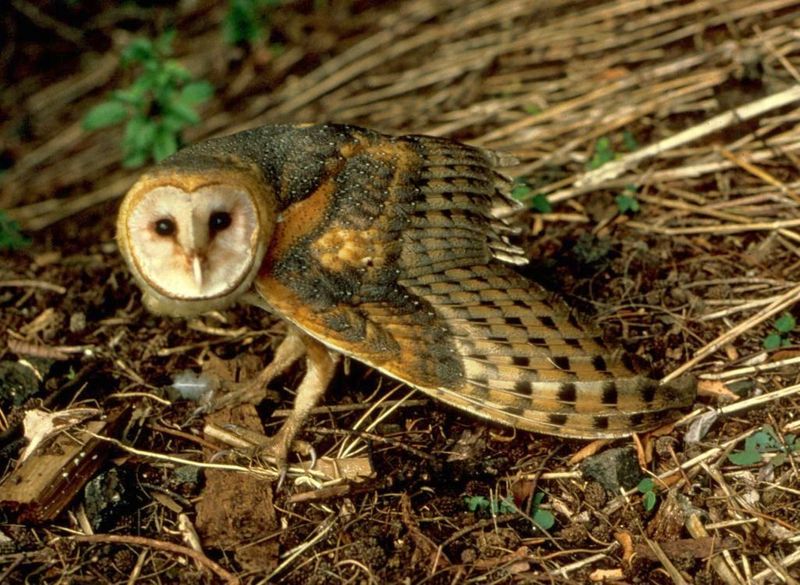 Schleiereule fws-Barn Owl (Tyto alba).jpg