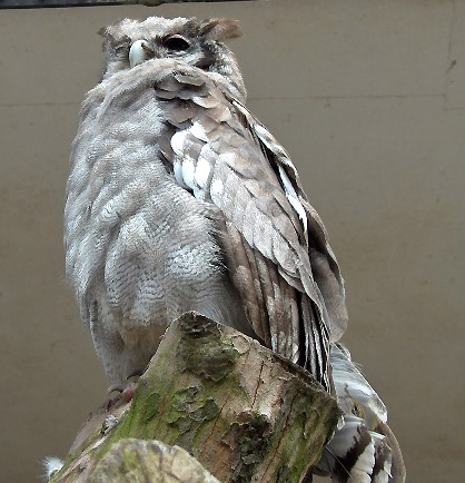 Verreaux\'s Eagle Owl (Bubo lacteus).jpg