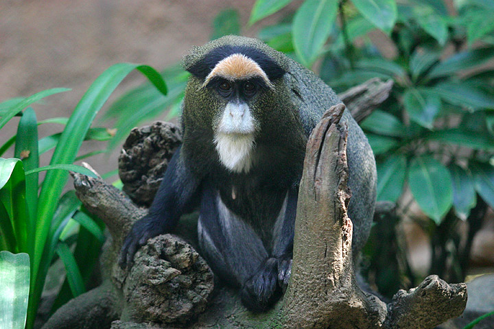 Lightmatter guenon-De Brazza\'s Monkey (Cercopithecus neglectus).jpg