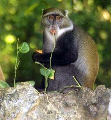 Diademmeerkatze-Blue Monkey or Diademed Monkey (Cercopithecus mitis).jpg