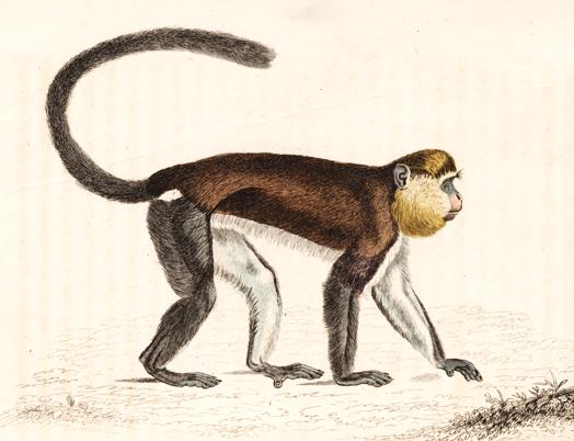 Mona Monkey (Cercopithecus mona).jpg