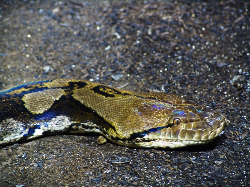 Reticulated Python (Python reticulatus).jpg