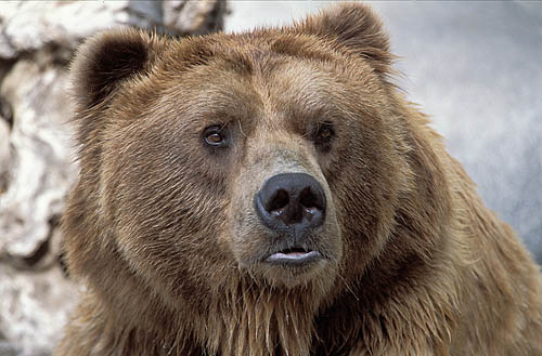 Kodiakbear10620-320-Kodiak Bear (Ursus arctos middendorffi).jpg
