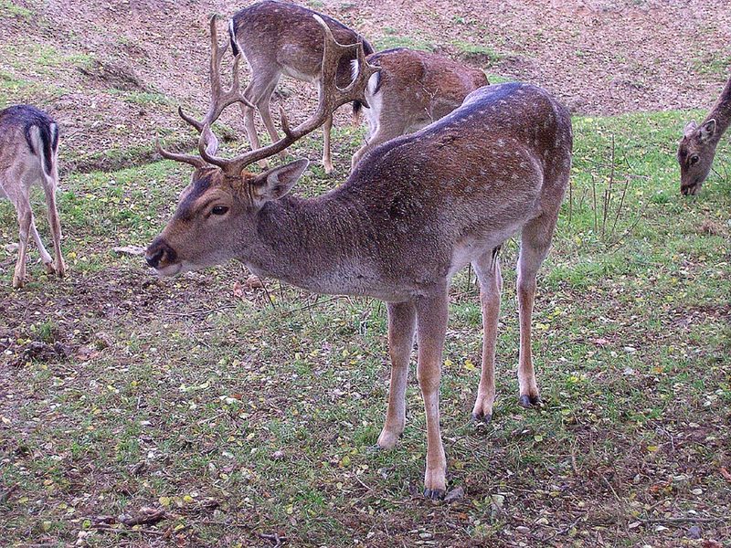 Damhirsch 3-Fallow Deer (Dama dama).jpg