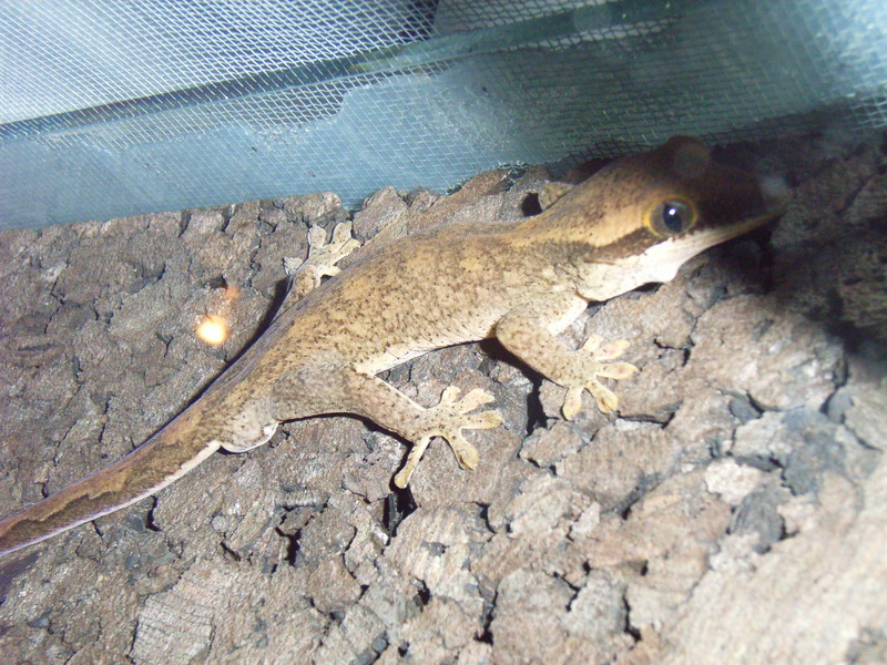 Sarasin\'s Giant Gecko (Rhacodactylus sarasinorum).jpg