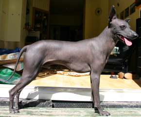 PHDStandardStanding-Peruvian Hairless Dog.jpg