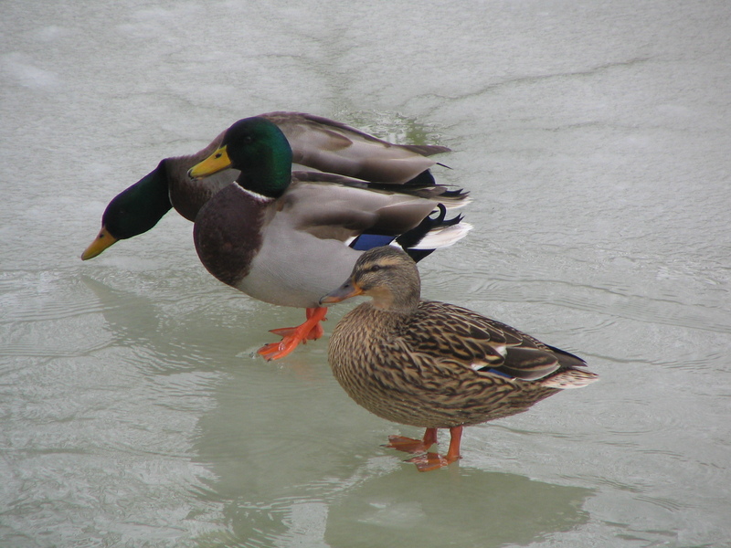Ducks Winter-Mallard Ducks (Anas platyrhynchos).jpg