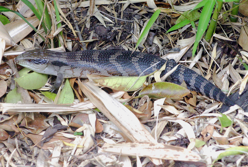 Eastern blue tongued lizard-Eastern Bluetongue Skink (Tiliqua scincoides scincoides).jpg