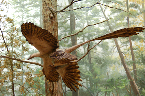 Amnh30-Microraptor gui model.jpg