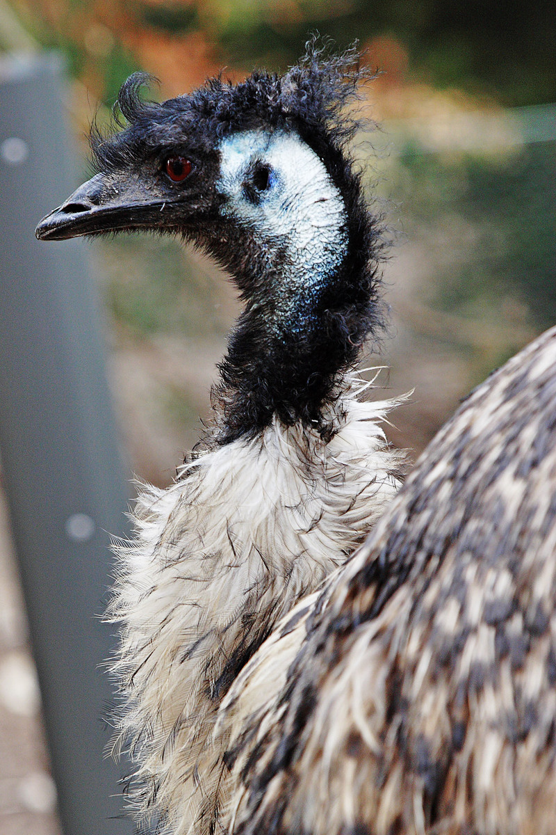 Emu02 - melbourne zoo-Emu (Dromaius novaehollandiae).jpg