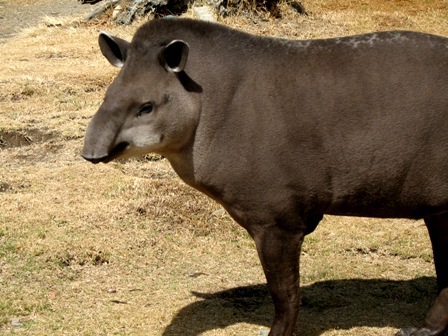 Brazilian Tapir, Tapirus terrestris.jpg