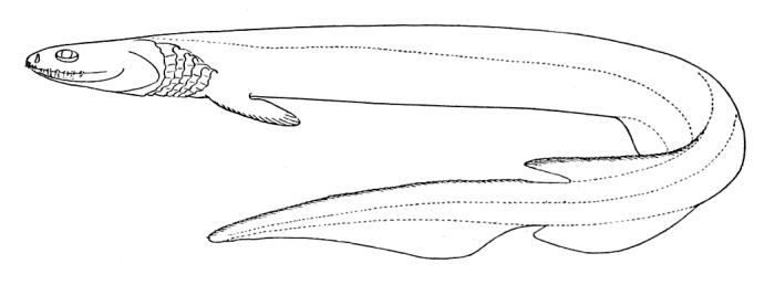 Frilled shark (Chlamydoselachus anguineus).png