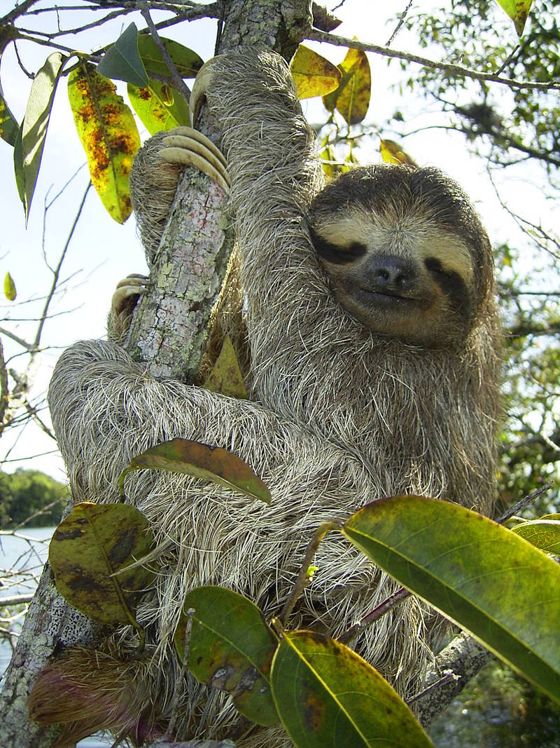 Brown-throated Three-toed Sloth (Bradypus variegatus).jpg