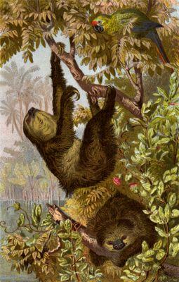 Zweizehenfaultier-Southern Two-toed Sloth (Choloepus didactylus).png