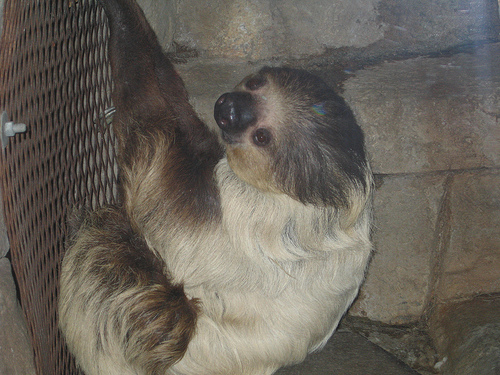 Hoffmann\'s Two-toed Sloth (Choloepus hoffmanni).jpg